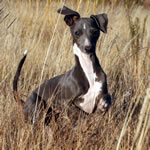 "Marchwind's Moment In Time" Blue Italian Greyhound Male